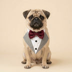 TUX MINI - Shih Tzu, Pugs & Poodles Edition ( Combo pack with 1 Tuxedo and 3 Bow Options)