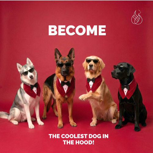 The Red Velvet Tuxedo Neckwear for Retrievers, Labradors, German Shepherds and Husky (Above 2Yrs)
