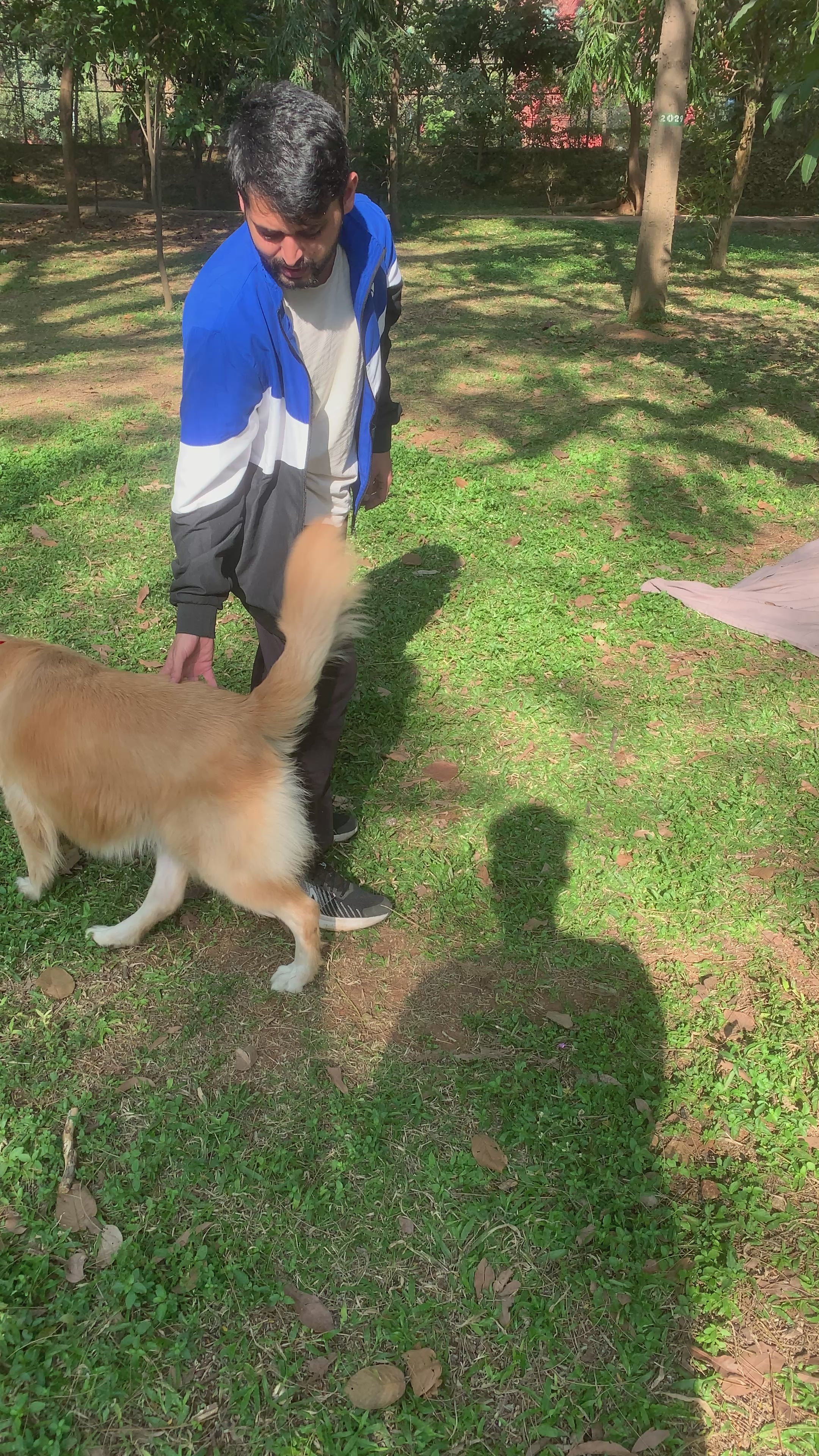 Red Velvet Tuxedo Neck Wrap for Adult Golden Retrievers & Labradors
