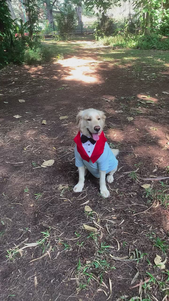 Tuxedo Neck Wrap with Bow Tie for Adult Golden Retrievers & Labradors